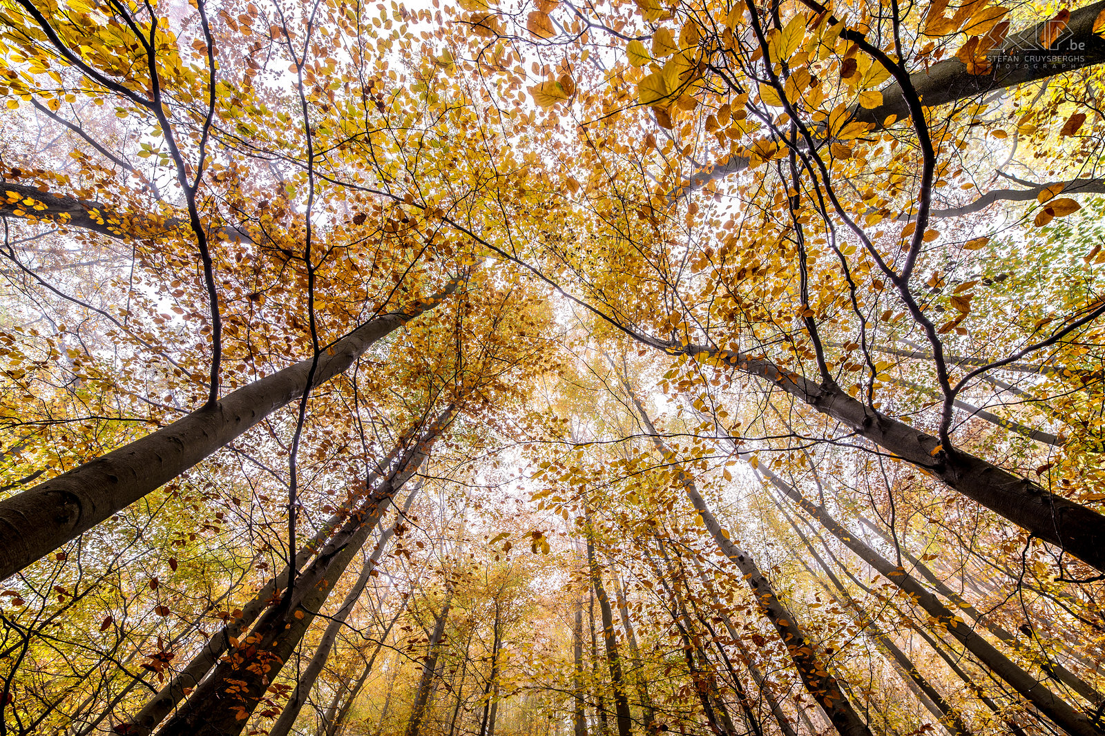 Herfst in de Oostkantons - Höegne Herfstfoto’s van de prachtige regio rondom Malmedy in de Belgische Ardennen. De wonderlijke herfstkleuren in de bossen van de vallei van de Hoëgne.<br />
 Stefan Cruysberghs